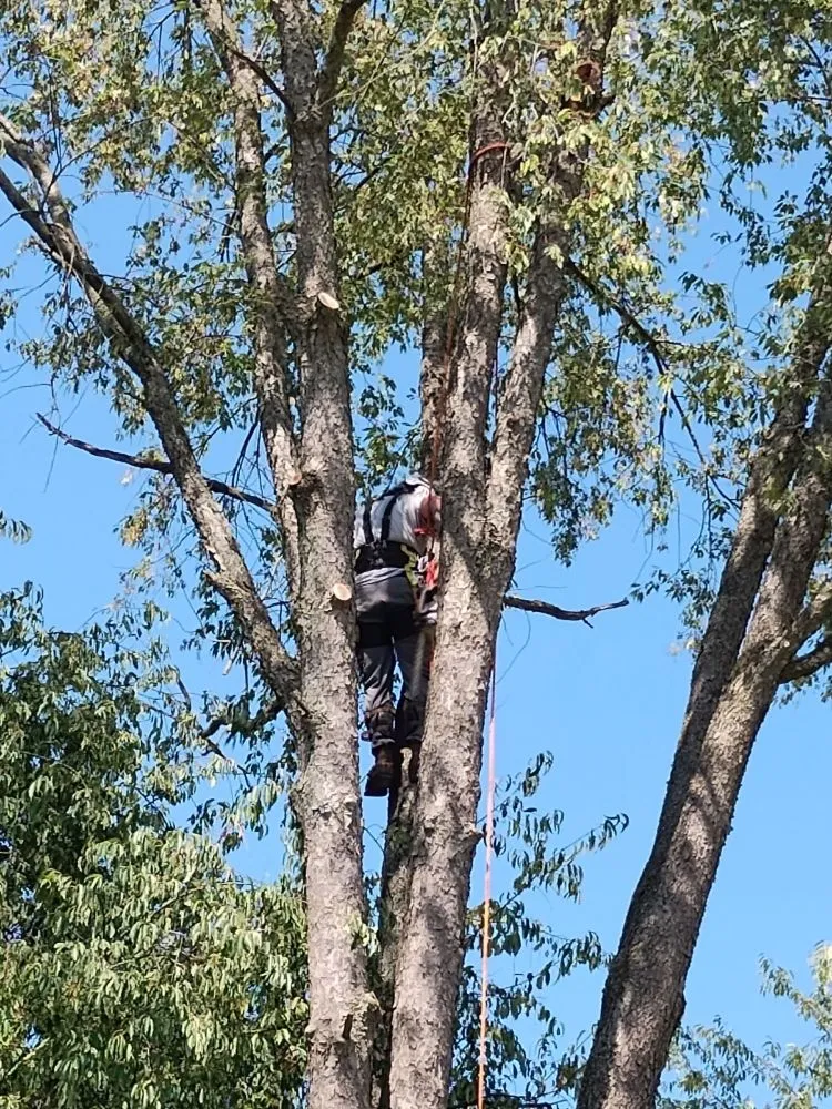 Reliable landscaping services for beautiful yards in Knox, IN by Sasquatch Property Maintenance