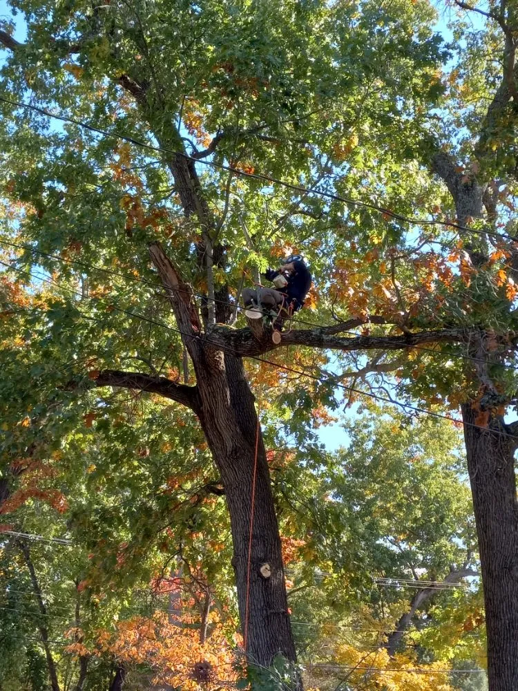 Trusted yard cleanup service experts serving Knox, IN - Sasquatch Property Maintenance