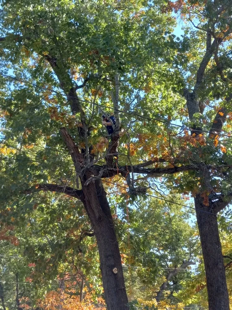 Expert yard cleanup service experts serving Knox, IN - Sasquatch Property Maintenance