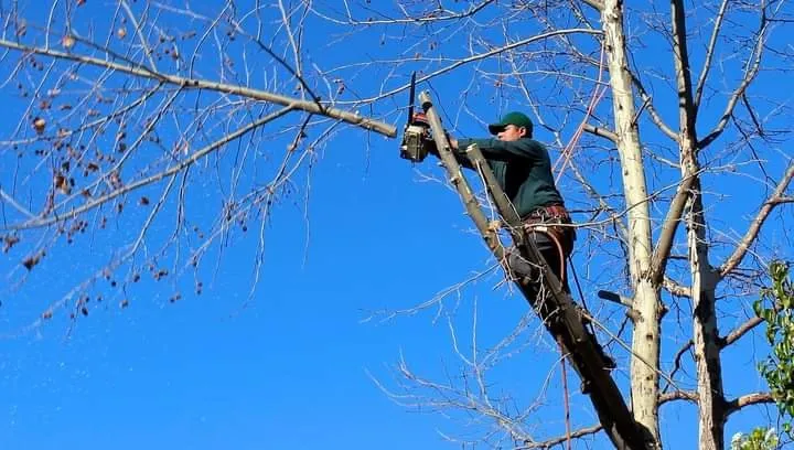 Custom lawn care service in Jacksonville, FL by Sasser Services