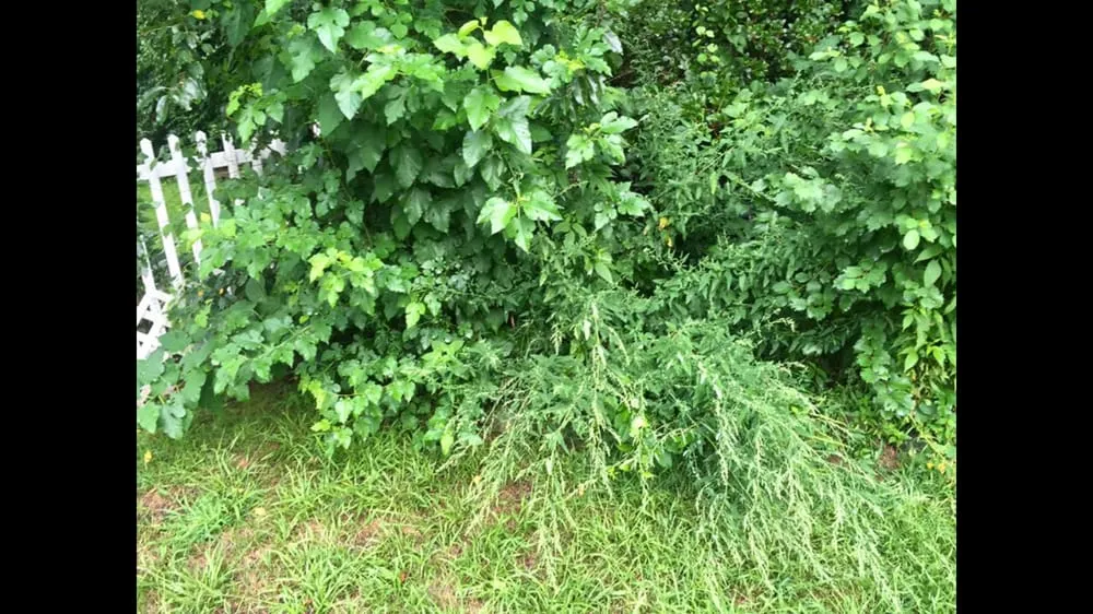 Custom lawn care service in Narragansett, RI by Satalino's Lawn Care and Landscape