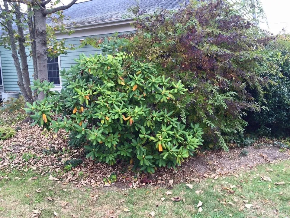 Top-rated landscape installation in Narragansett, RI - Satalino's Lawn Care and Landscape