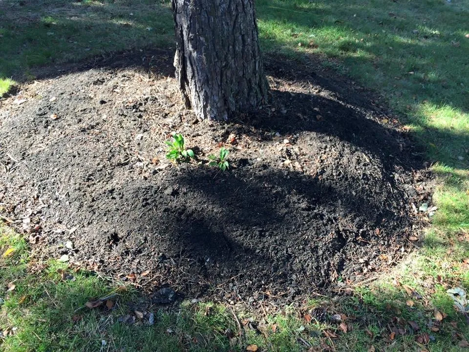 Trusted yard maintenance in Narragansett, RI by Satalino's Lawn Care and Landscape