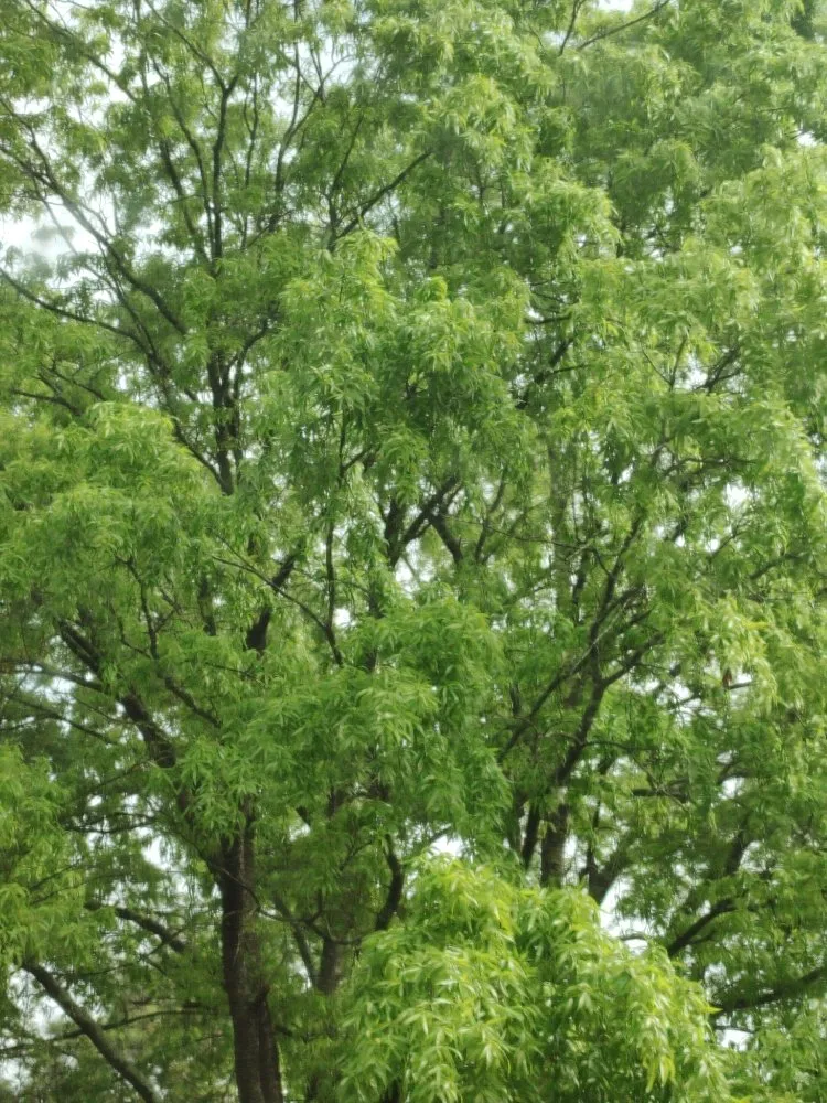 Professional landscape design for beautiful yards across Fayetteville, NC - Satisfactory Yarding