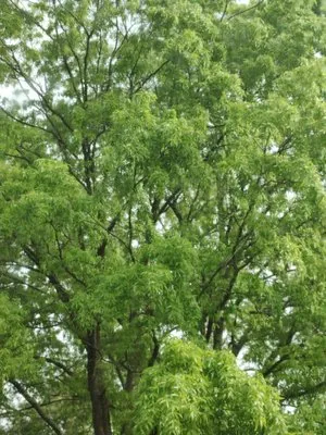 Satisfactory Yarding Logo