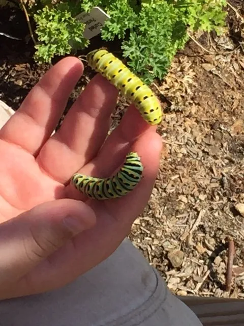 Reliable residential landscaping near you in Santa Monica, CA by Satori Garden Design