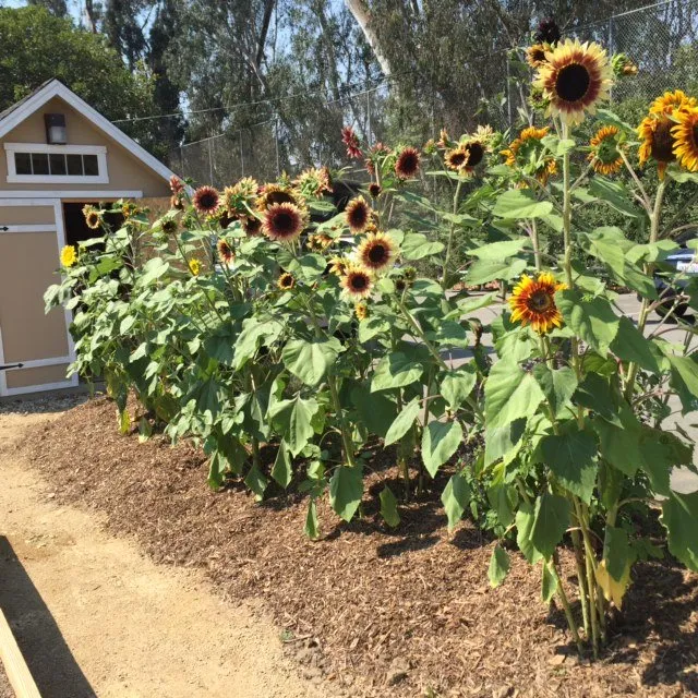 Trusted landscape design for year-round maintenance in Santa Monica, CA by Satori Garden Design