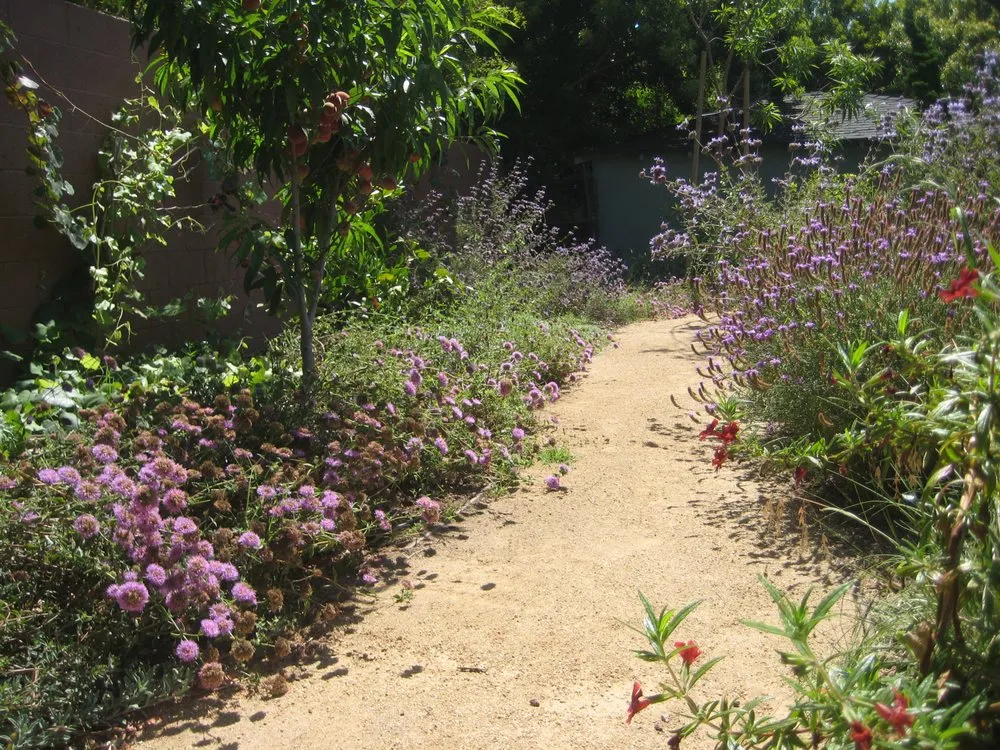 Affordable outdoor landscaping in Santa Monica, CA by Satori Garden Design