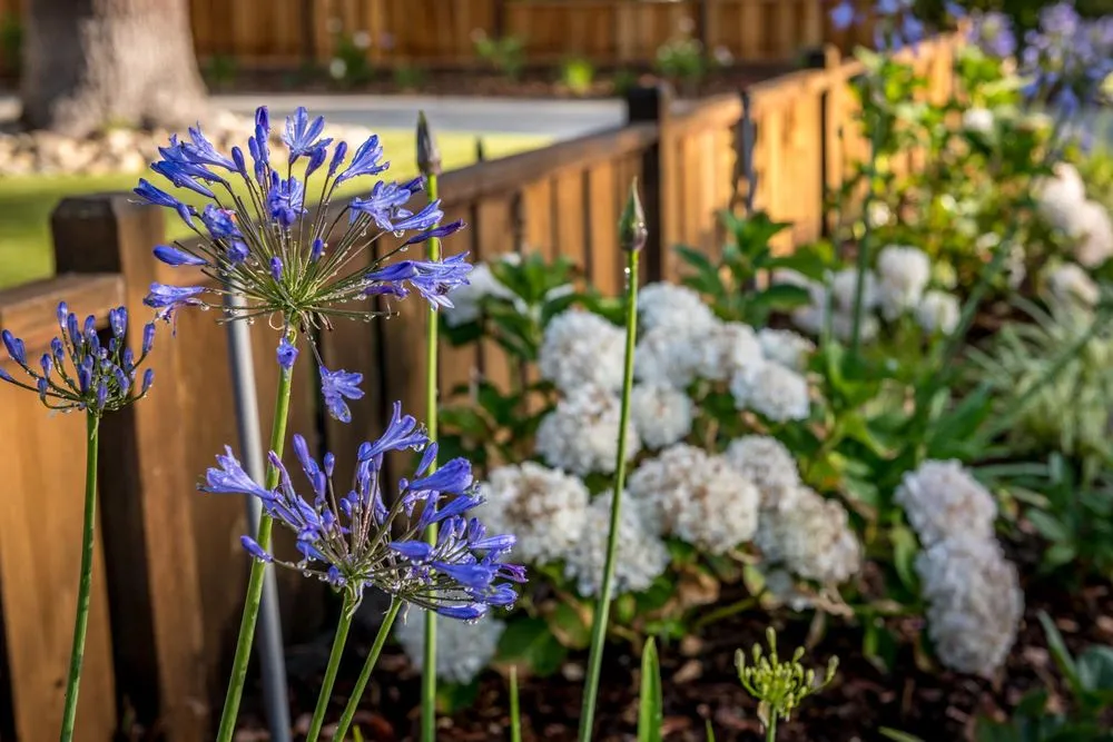 Custom residential landscaping for outdoor upgrades in San Jose, CA by Satori Gardens