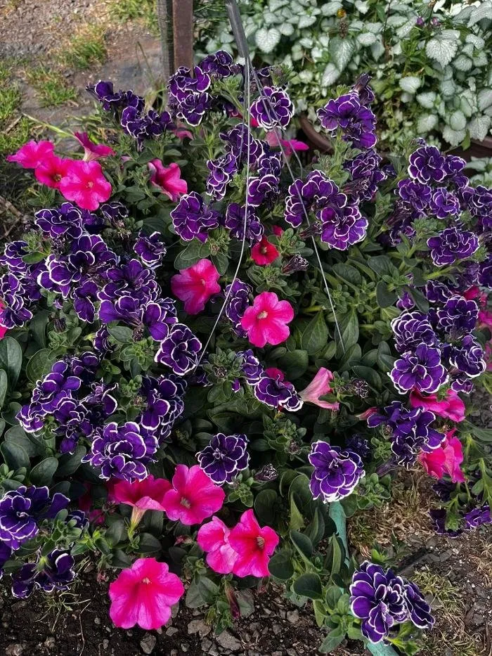 Custom landscaping services in Elma, WA - Satsop Landscaping & Nursery