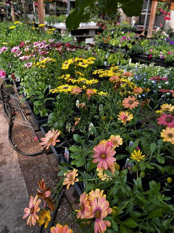 Local landscape design in Elma, WA by Satsop Landscaping & Nursery