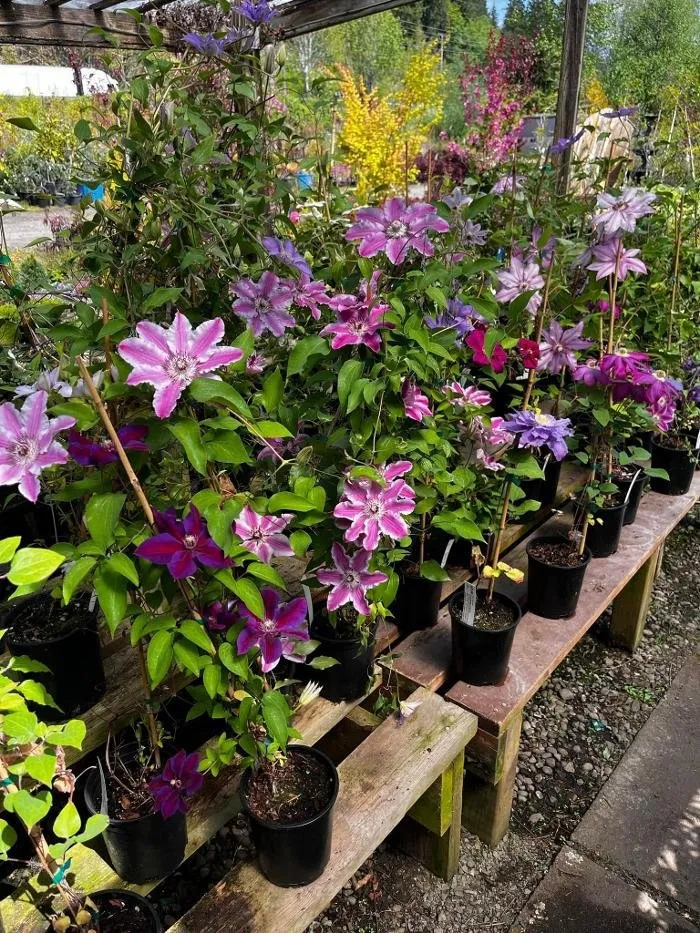 Reliable yard maintenance with custom design in Elma, WA by Satsop Landscaping & Nursery