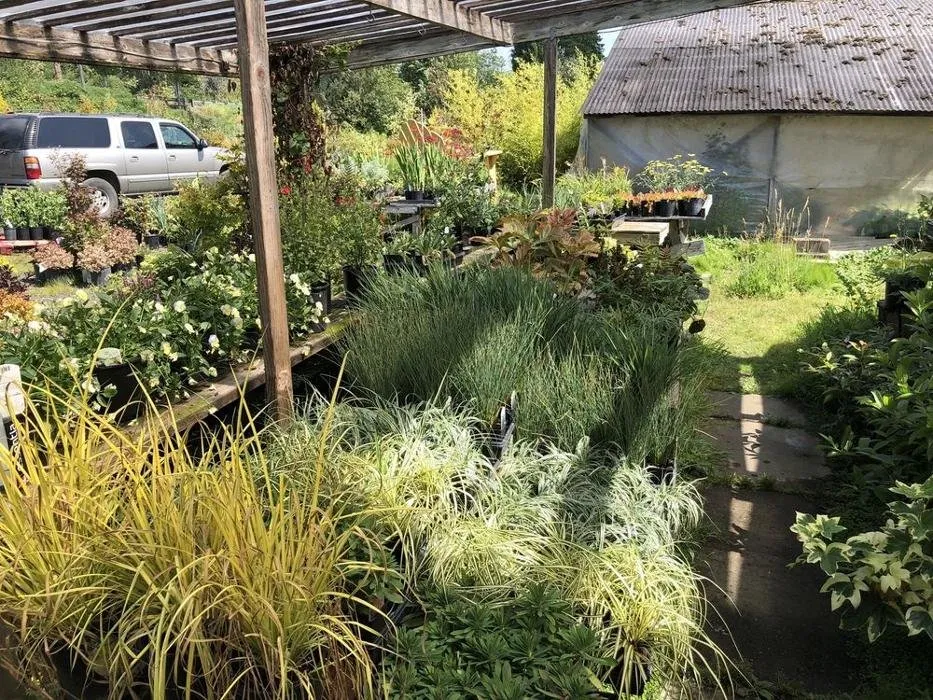 Local landscape design experts serving Elma, WA - Satsop Landscaping & Nursery
