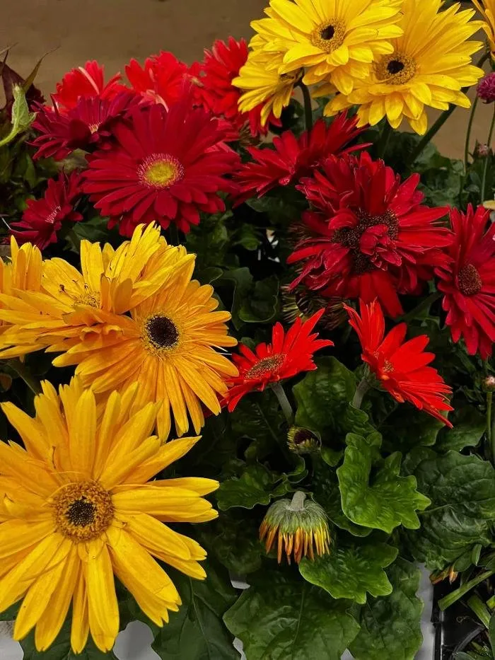 Reliable yard maintenance in Elma, WA by Satsop Landscaping & Nursery