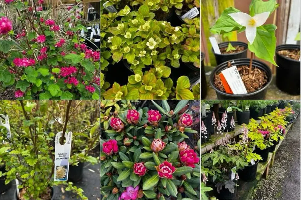 Local landscaping services for homes in Elma, WA by Satsop Landscaping & Nursery