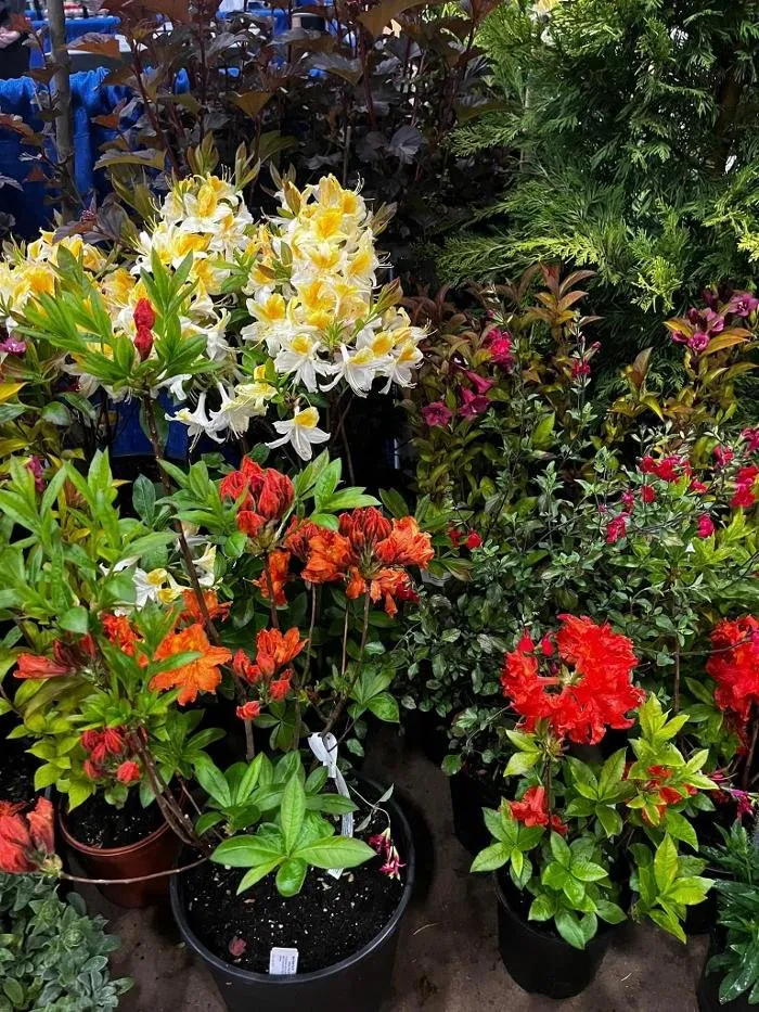 Trusted landscaping services in Elma, WA - Satsop Landscaping & Nursery