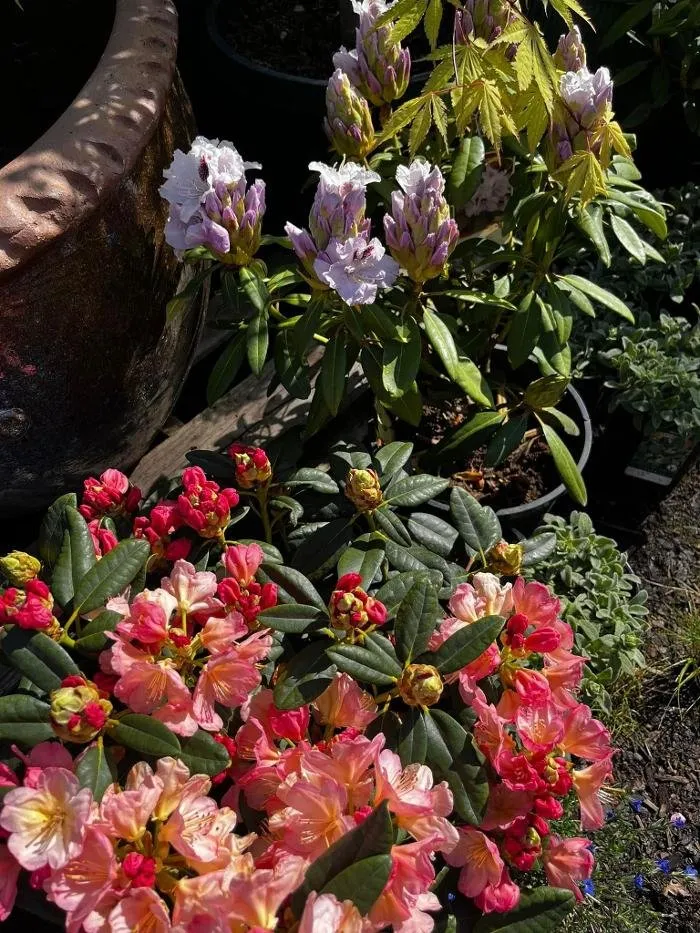 Expert lawn mowing service for outdoor upgrades across Elma, WA - Satsop Landscaping & Nursery