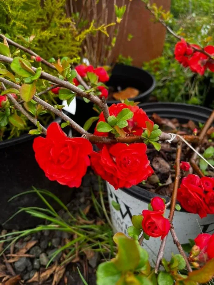 Reliable yard cleanup service in Elma, WA by Satsop Landscaping & Nursery