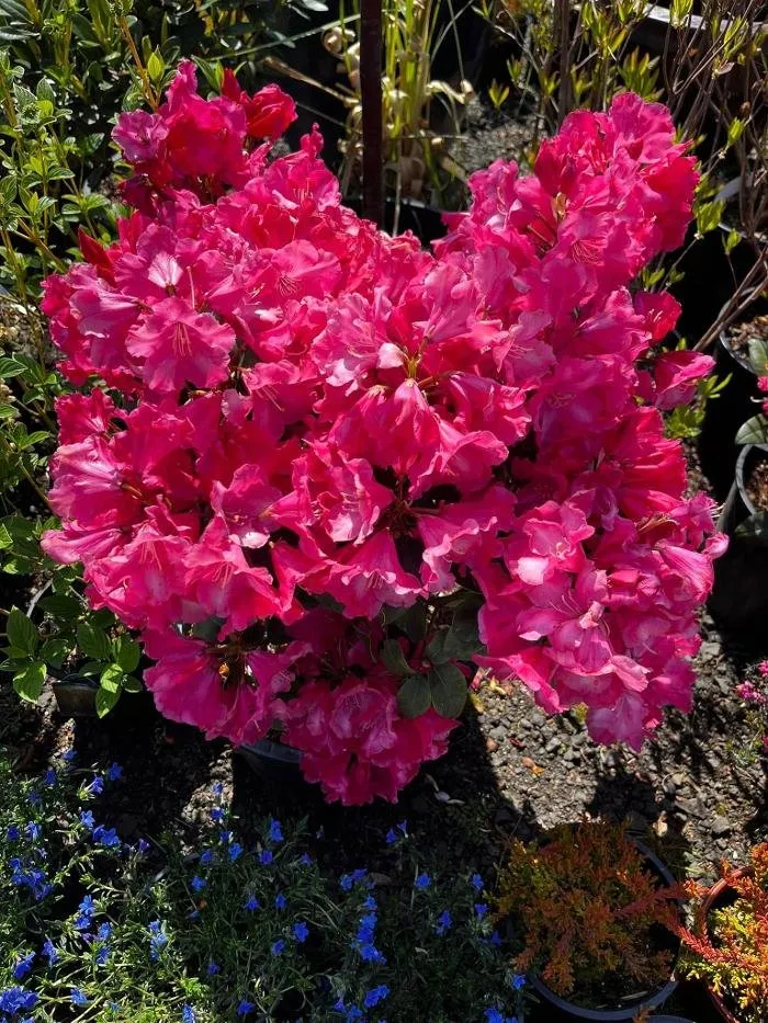 Expert residential landscaping for beautiful yards across Elma, WA - Satsop Landscaping & Nursery