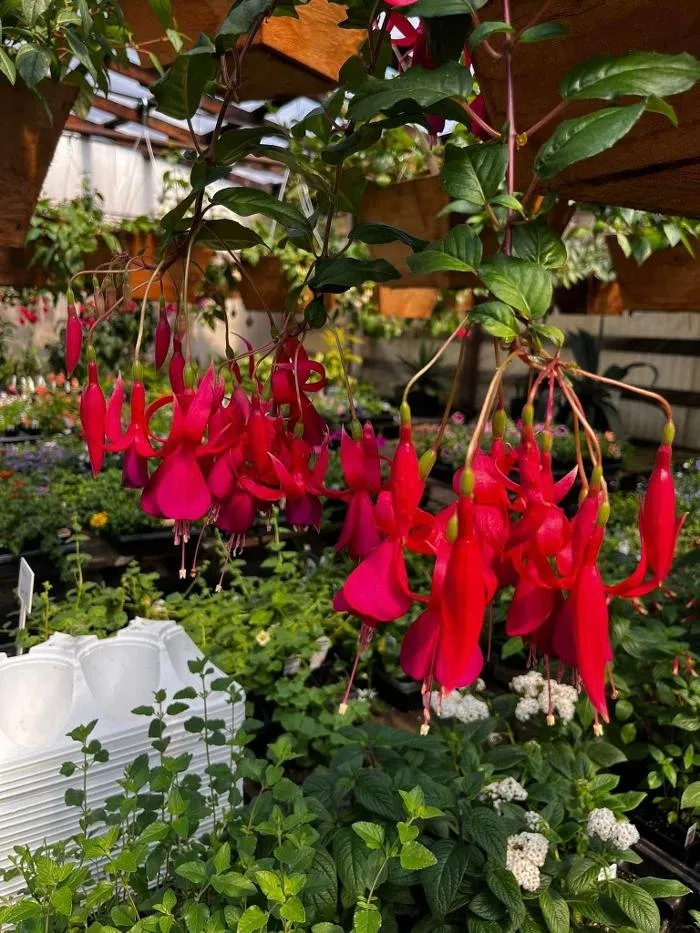 Local lawn care service experts serving Elma, WA - Satsop Landscaping & Nursery