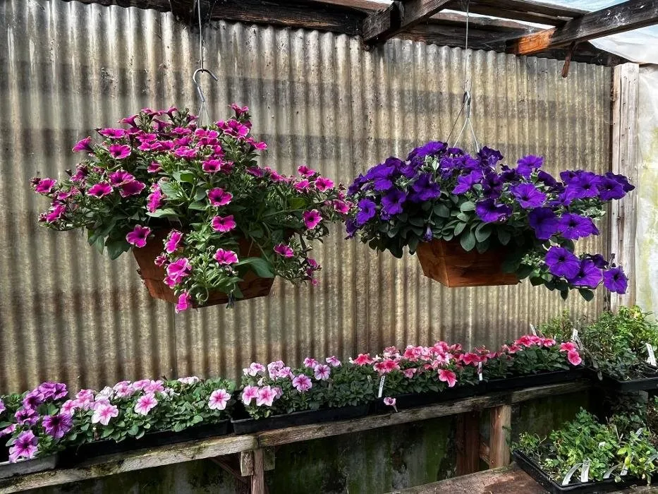 Professional landscape installation for year-round maintenance across Elma, WA - Satsop Landscaping & Nursery