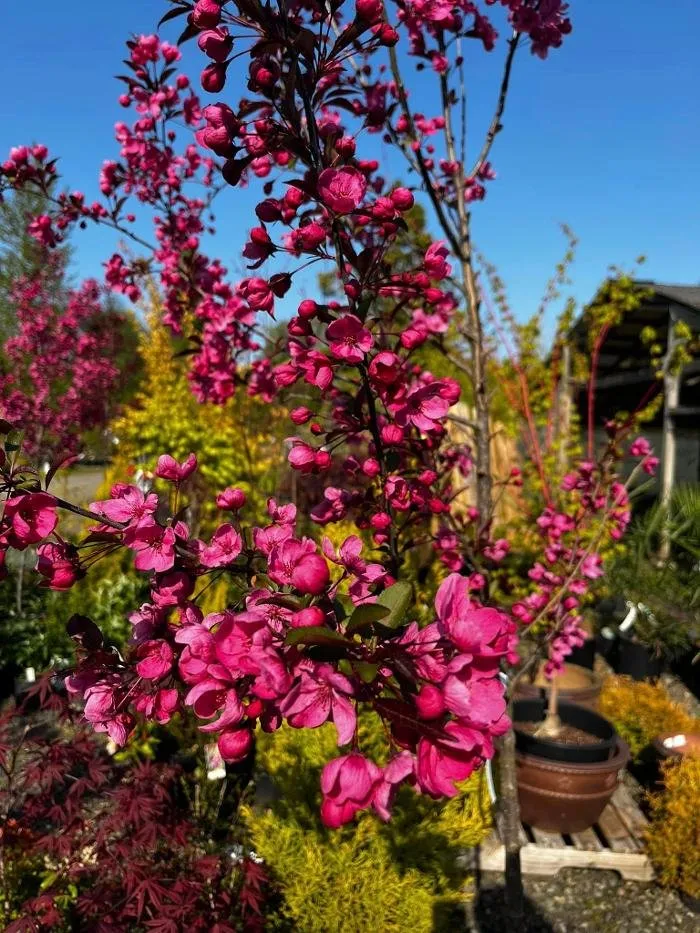 Trusted garden landscaping in Elma, WA by Satsop Landscaping & Nursery