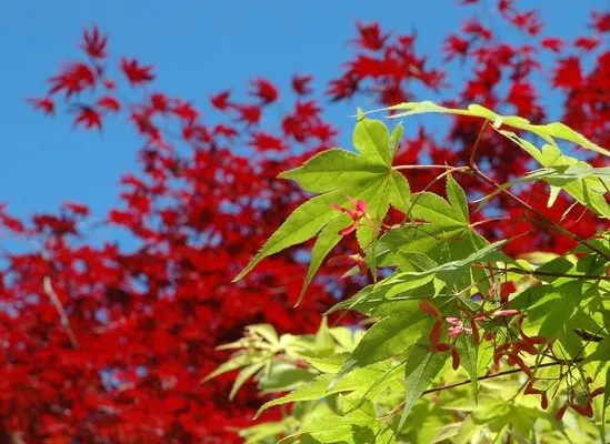 Satsop Landscaping & Nursery