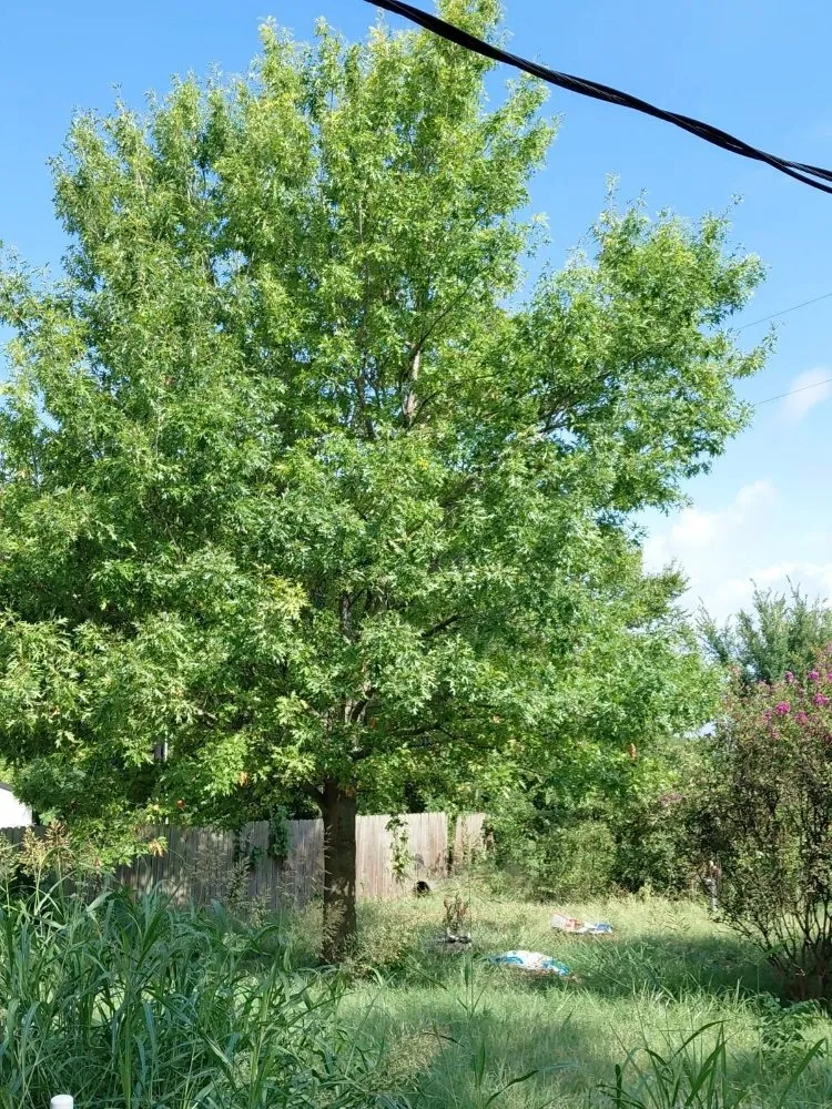 Professional outdoor landscaping near you across Denton, TX - Saucedo Arborist Arbolero