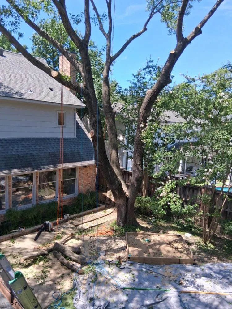 Reliable landscape design in Denton, TX by Saucedo Arborist Arbolero