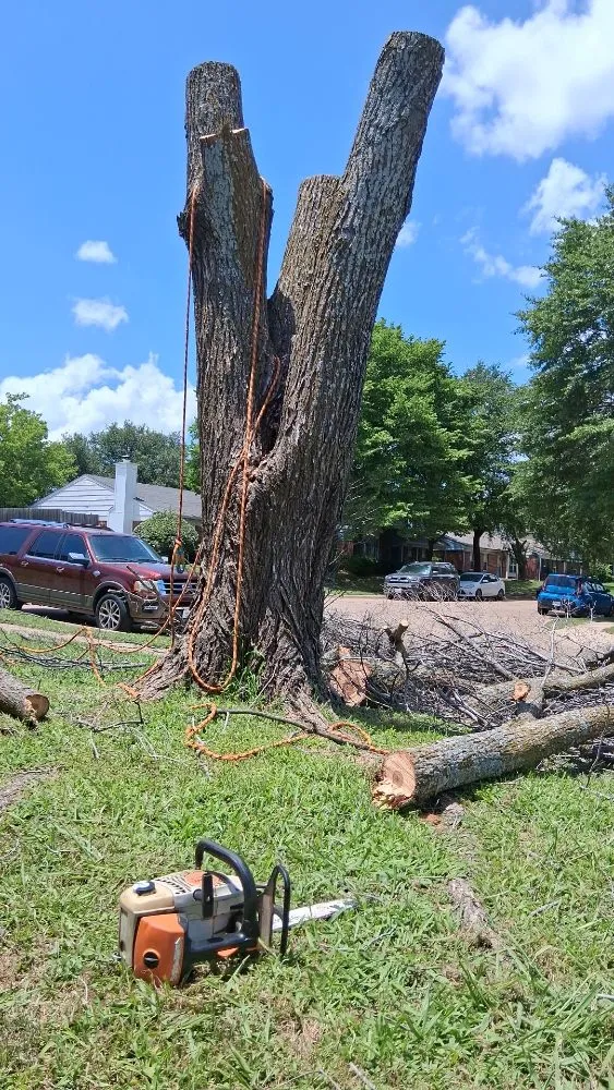 Expert garden landscaping experts serving Denton, TX - Saucedo Arborist Arbolero