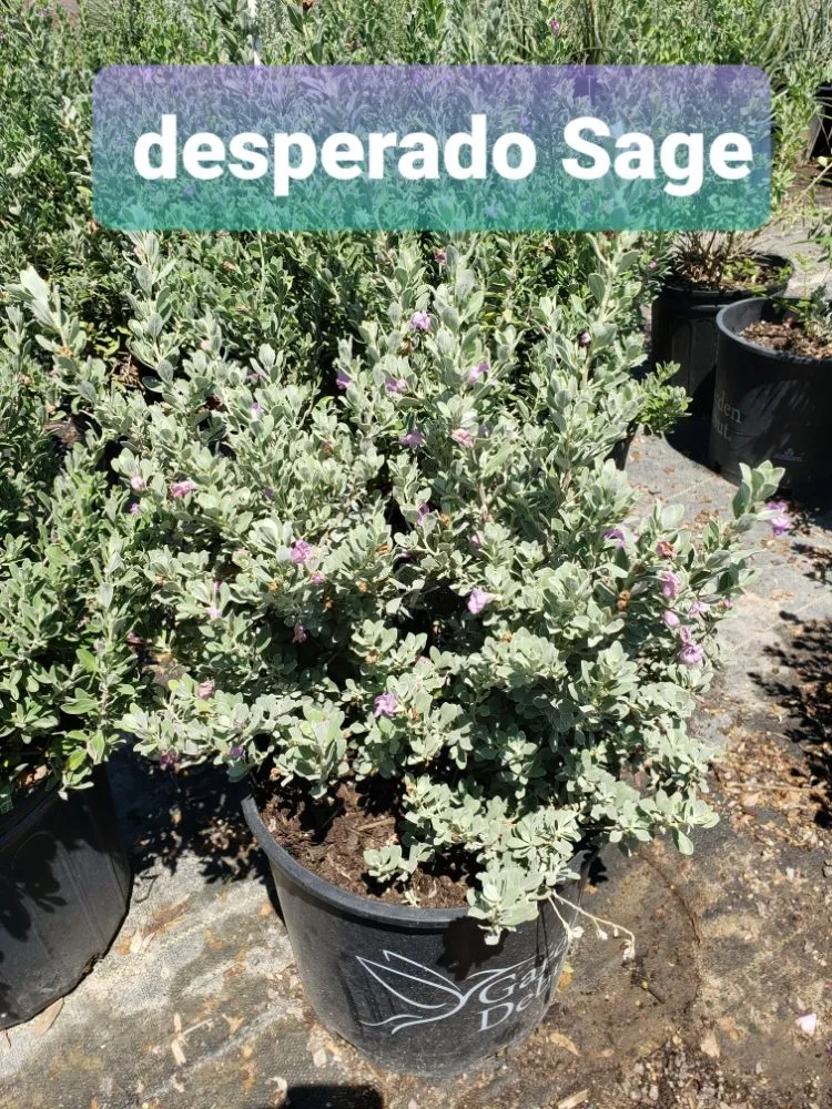 Professional residential landscaping for year-round maintenance in Dallas, TX by Saucedo Landscaping