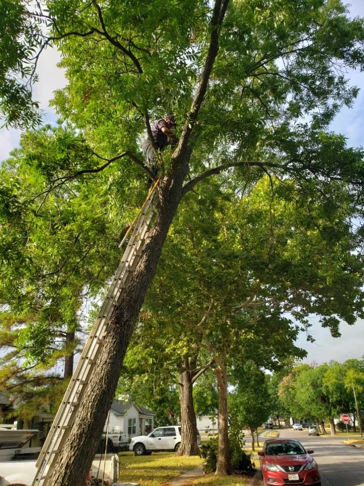 Reliable landscape installation in Dallas, TX - Saucedo Landscaping