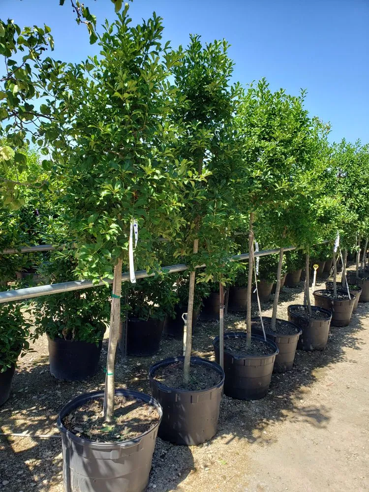 Top-rated outdoor landscaping for homes in Dallas, TX by Saucedo Landscaping