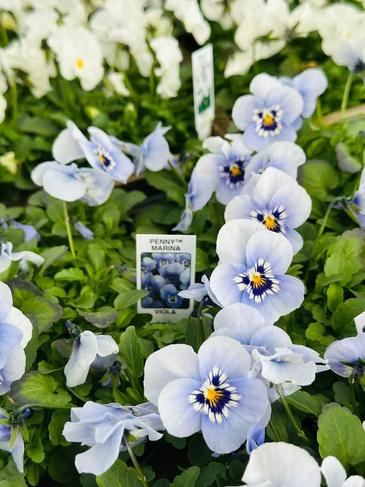 Professional garden landscaping experts serving Malvern, PA - Sauder's Nursery