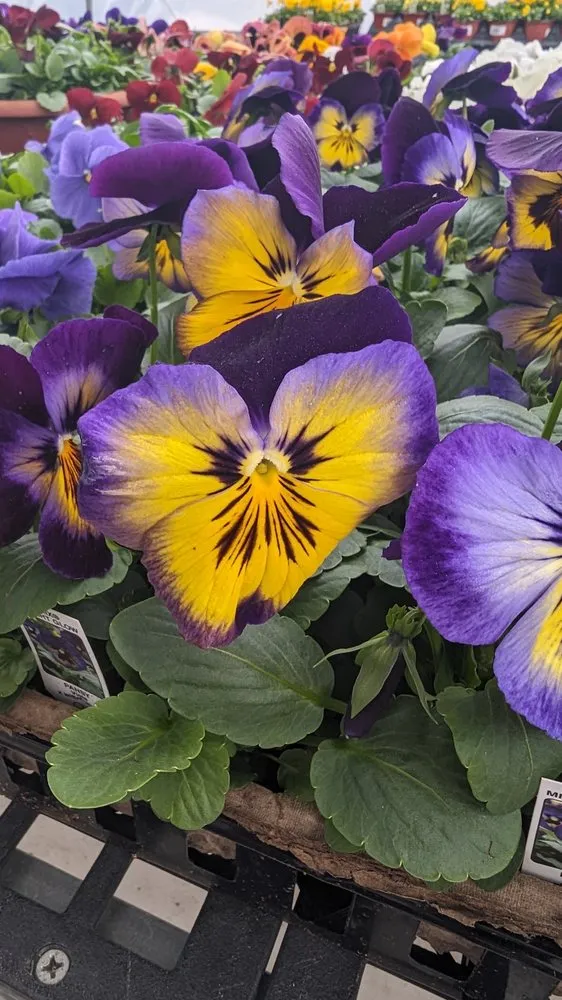 Expert landscaping services in Malvern, PA - Sauder's Nursery