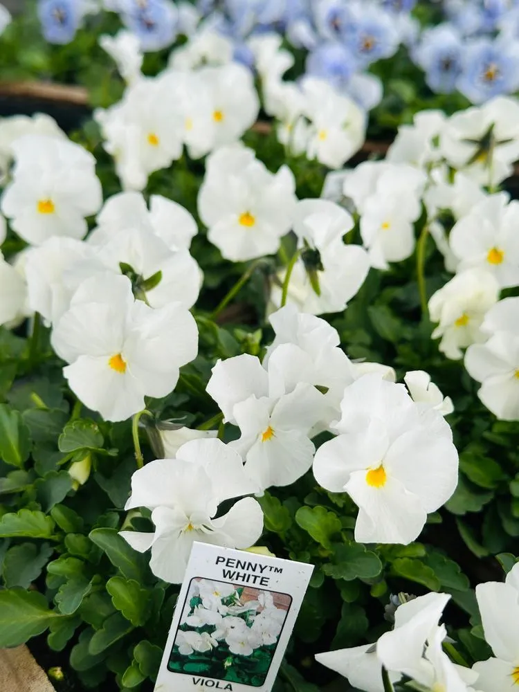 Local yard maintenance in Malvern, PA - Sauder's Nursery