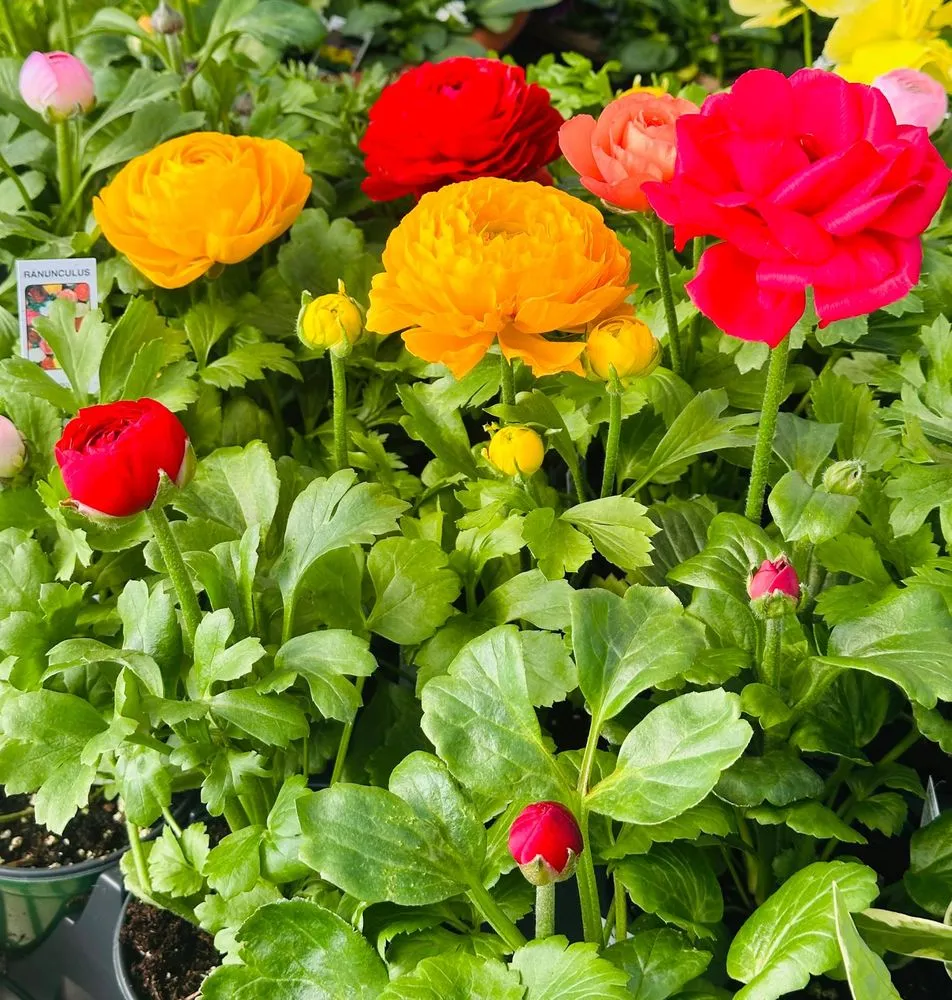 Trusted yard cleanup service for year-round maintenance in Malvern, PA by Sauder's Nursery