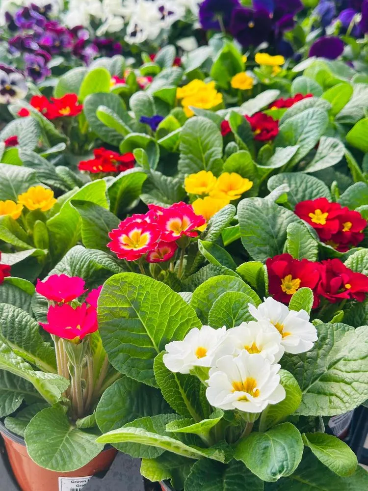 Top-rated yard cleanup service for outdoor upgrades across Malvern, PA - Sauder's Nursery