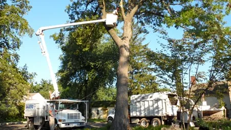 Professional yard maintenance in Dresher, PA - Sauers Tree And Landscape Service Inc