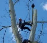 Expert landscaping services experts serving Dresher, PA - Sauers Tree And Landscape Service Inc