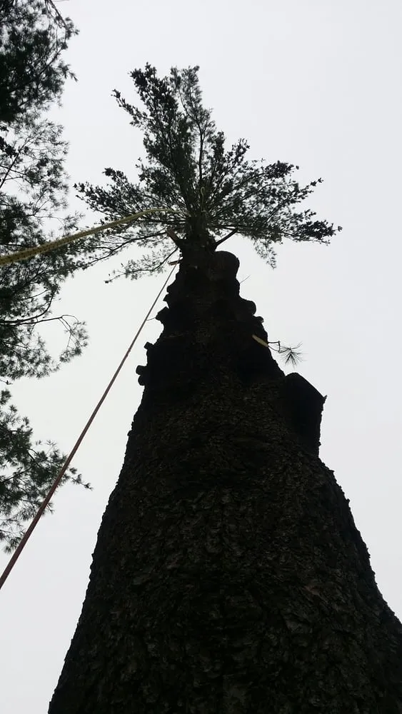 Custom landscaping services for beautiful yards across Middleton, WI - Sauk County Tree Care