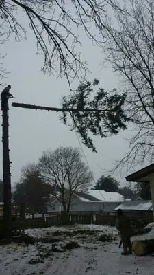 Sauk County Tree Care Logo