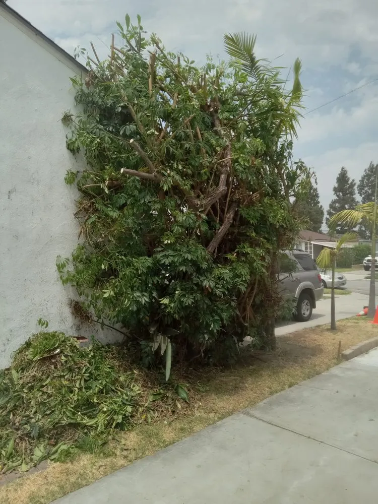 Professional yard maintenance for beautiful yards in Monrovia, CA by Saul Call Landscape