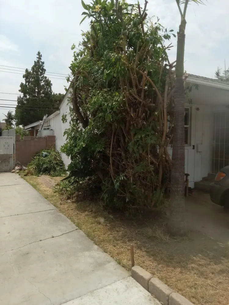 Trusted lawn mowing service in Monrovia, CA - Saul Call Landscape