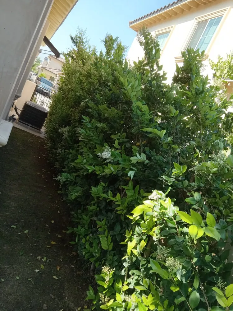 Trusted yard maintenance in Monrovia, CA - Saul Call Landscape