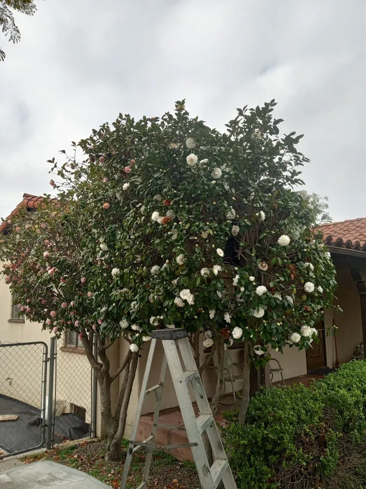 Top-rated yard cleanup service for beautiful yards in Monrovia, CA by Saul Call Landscape