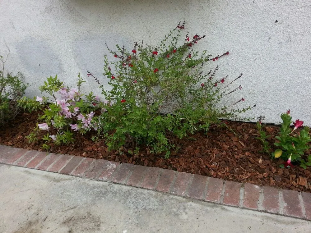 Top-rated landscape installation for residential properties in Monrovia, CA by Saul Gonzalez Gardening services