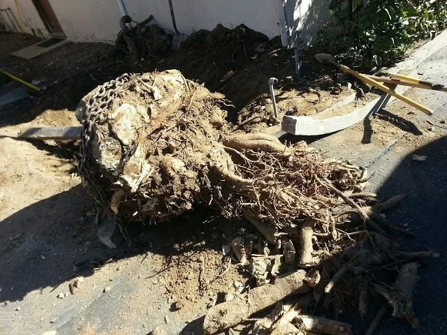 Trusted landscape installation for year-round maintenance across Monrovia, CA - Saul Gonzalez Gardening services