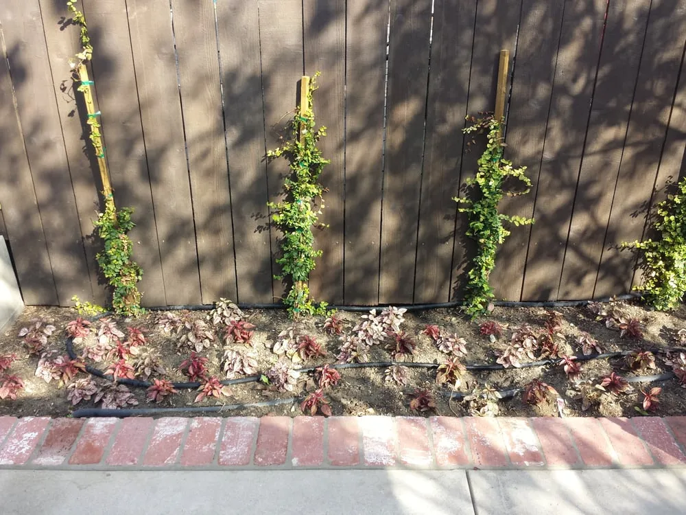 Affordable residential landscaping experts serving Monrovia, CA - Saul Gonzalez Gardening services