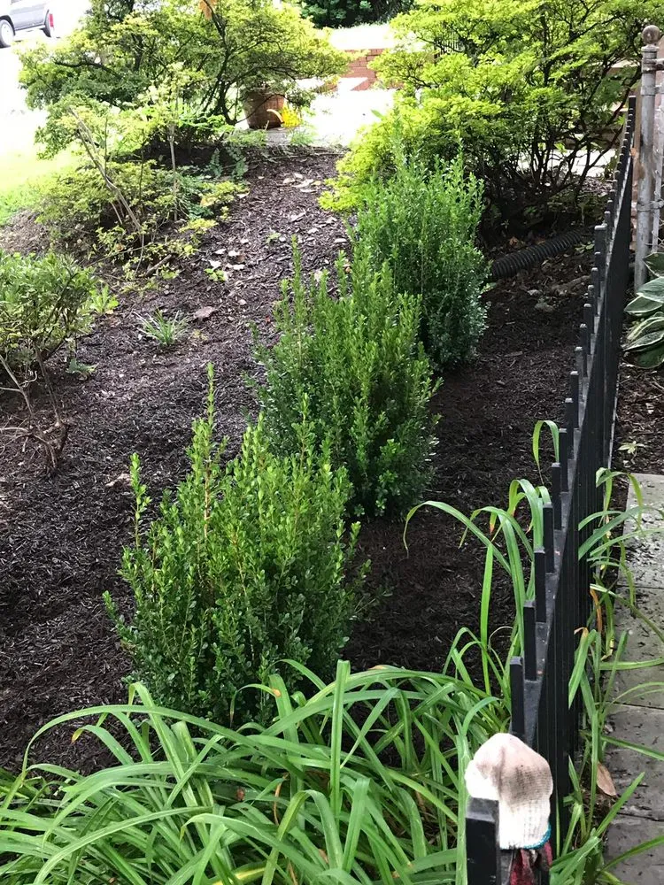 Trusted yard cleanup service in Silver Spring, MD - Saul Landscape and Stone